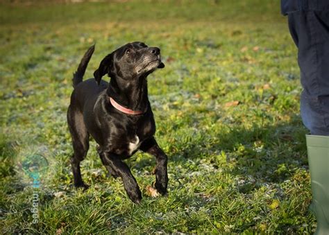 Coco 6 Year Old Female Labrador Cross Whippet Available For Adoption