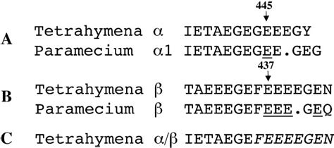 A and B COOH terminal amino acid sequences of wild type α tubulin