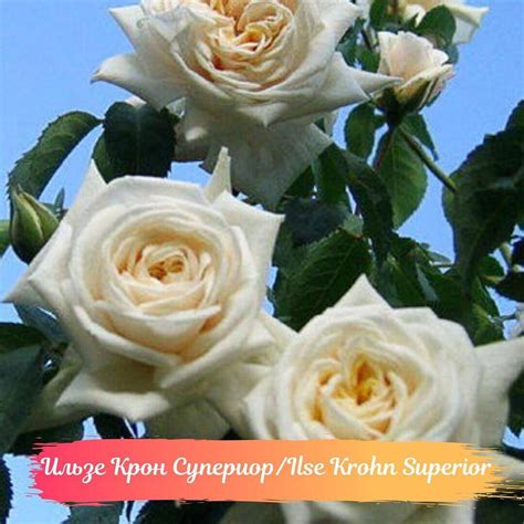 Ильзе Крон Супериор роза - описание, советы по выращиванию, отзывы и ...