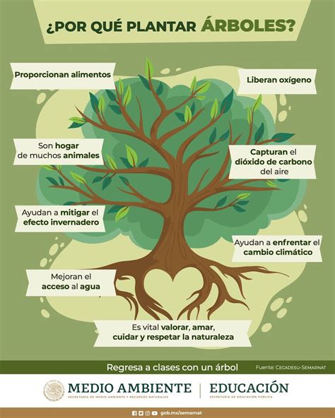 Infograf As Regresa A Clases Con Un Rbol Educaci N Ambiental