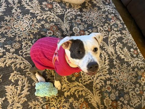 Grace Passion 4 Paws