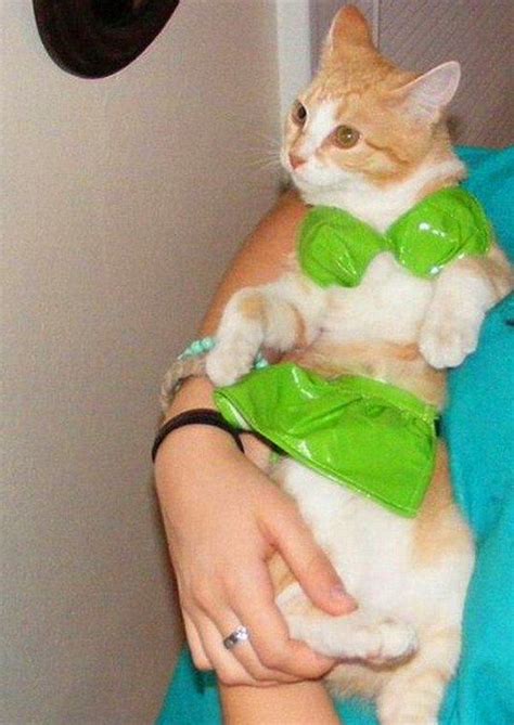 Bikini Giyince Hepimizden Daha G Zel G R Nen Sevimli Hayvan