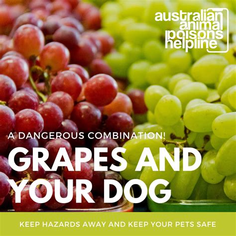 Grapes And Your Dog - Animal Poisons Helpline