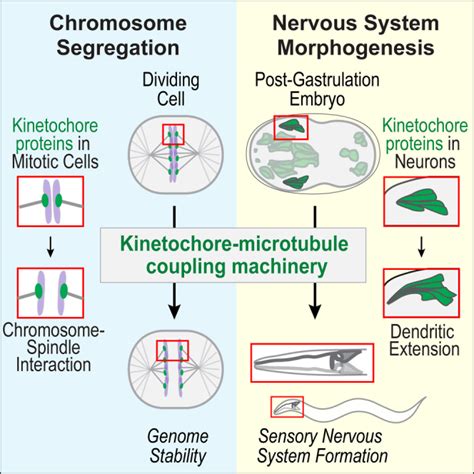 The Kinetochore Microtubule Coupling Machinery Is Repurposed In Sensory