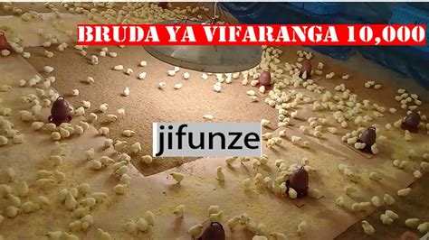 Njia Nzuri Ya Kulea Vifaranga Faida Za Kulea Vifaranga Vya Kuku Kwa Kutumia Brooder Youtube