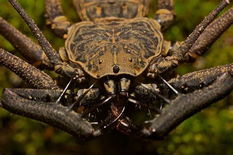 Flickriver Photoset Tail Less Whip Spiders Amblypygi By Pbertner