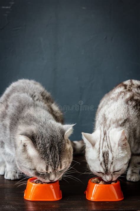 808 Two Cats Eating Food Photos Free Royalty Free Stock Photos From