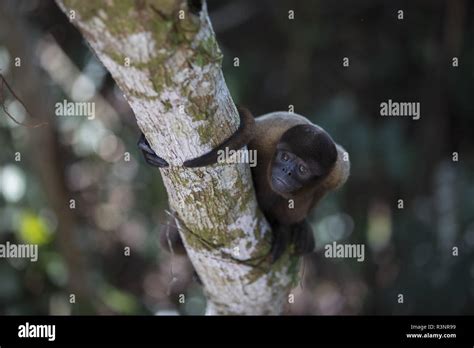 Humboldts Wolliger Affe Fotos Und Bildmaterial In Hoher Aufl Sung Alamy