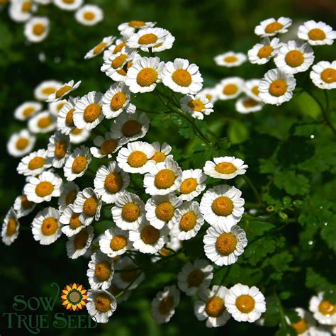 Feverfew Seeds Sow True Seed