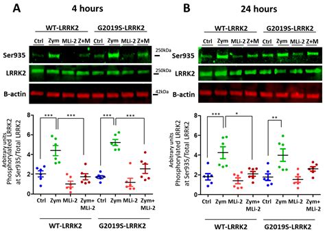 Cells Free Full Text Differential Lrrk2 Signalling And Gene