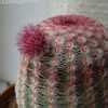 Plantfiles Pictures Echinocereus Species Arizona Ruby Rainbow