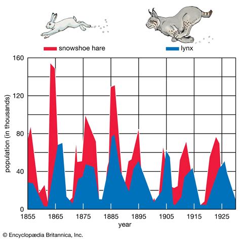 Population Ecology Definition Characteristics Importance