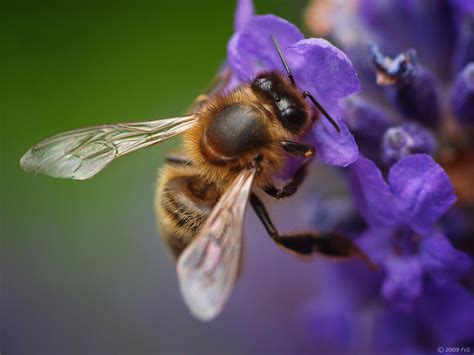 Pollination success needs more than bees in fields – ProAgri Media