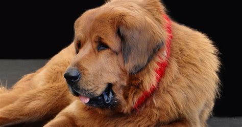 Teddy Hunde: 21 süße Teddybär Hunderassen mit Bildern - Hundekumpel