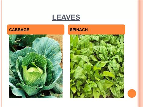 basic principles  vegetables cookery pptx