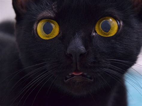 Black Cat Transformation Led His Owner to Questions