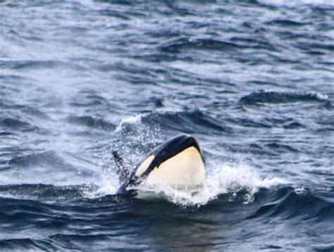 #conservation #orca #falklandislands #nature #inspiration #esg ...
