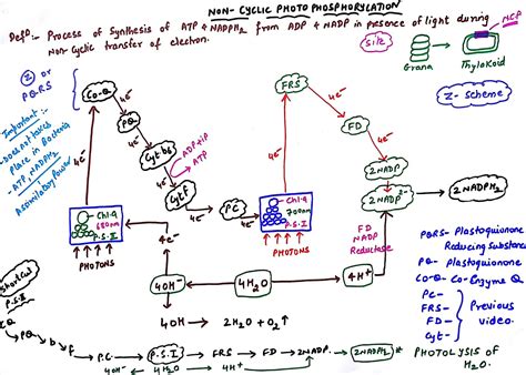 What Is Cyclic Photophosphorylation