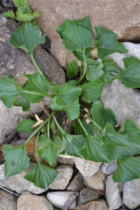 Wild Violet Is A Broadleaf Weed Commonly Found In Turf Grass