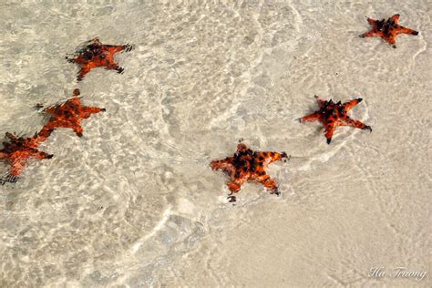 Starfish Beach Phu Quoc Vietnam: A Brief Guide | Expatolife