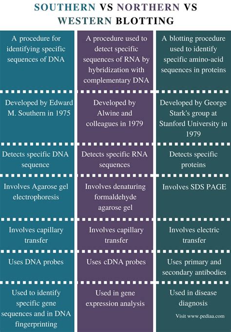 Anwendbar Sind depressiv Verbesserung western blot southern blot Große