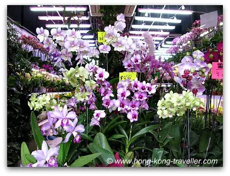 Hong Kong Flower Market