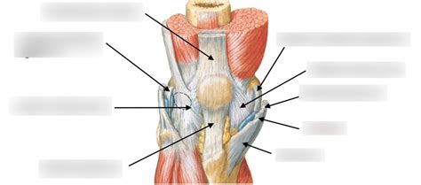 Knee And Muscle Attachments Diagram Quizlet