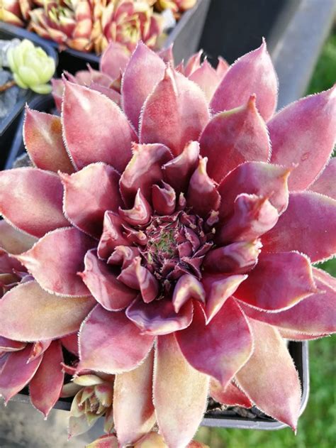 Сортовое молодило: суккуленты для сада | В этой группе только молодила ...