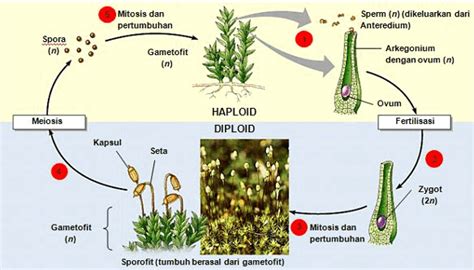 Karakteristik Tumbuhan Lumut