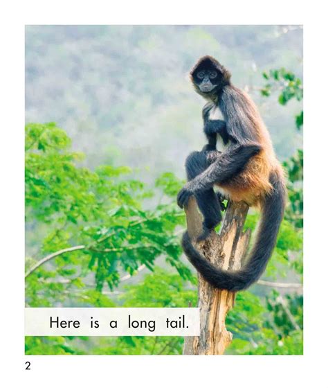 animal with tails 11