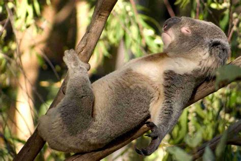 Do Koalas Have Natural Predators in the Wild? 4