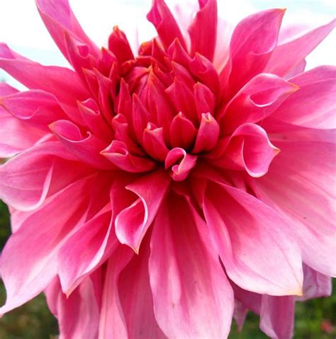 Георгины - фото с названиями