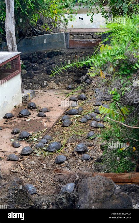 La Tortuga De Gal Pagos La Tortuga Gigante De Gal Pagos Chelonodis