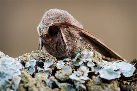 Clouded Drab Orthosia Incerta First Successful Moth Trap Flickr