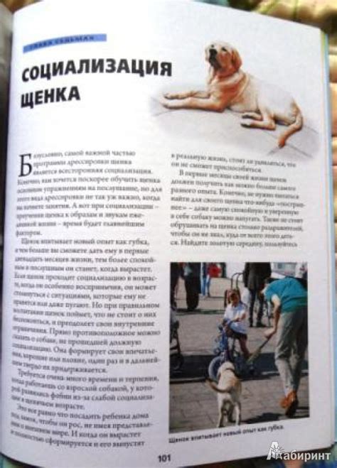 Книга: Дрессировка и воспитание щенка. Как воспитать идеальную собаку ...
