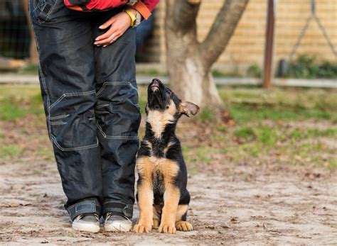Training - German Shepherd Dog HQ