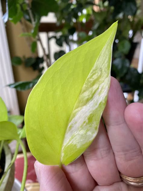 The Rare And Beautiful Variegated Neon Pothos