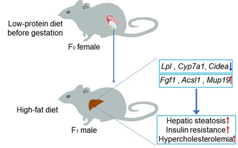 Nutrients Free Full Text Maternal Low Protein Diet During Puberty