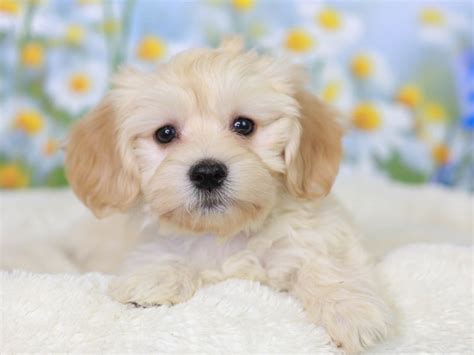 Havanese-DOG-Female--3058530-Animal Kingdom | Puppies N Love