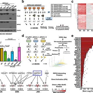 Integrative Proteomics Analysis Identifies Candidate Kinase Pathways