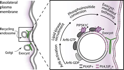 A Mechanism For Exocyst Mediated Tethering Via Arf6 And PIP5K1C Driven