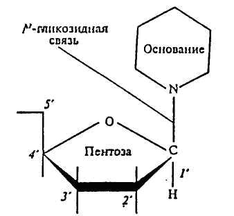 Строение и функции днк