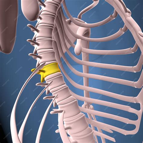 Premium Photo | Male human body spinebackbone and vertebrae anatomy 3d