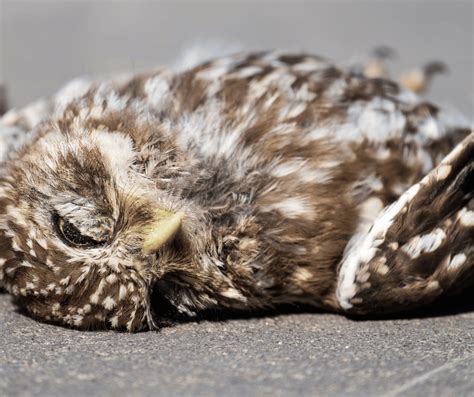 Dead Owl Meaning Symbolism: Insights And Interpretations