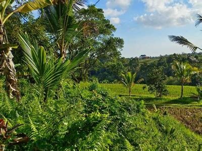 Tanah Kebun Durian View Gunung Cantik Di Bali Dijual Waa2