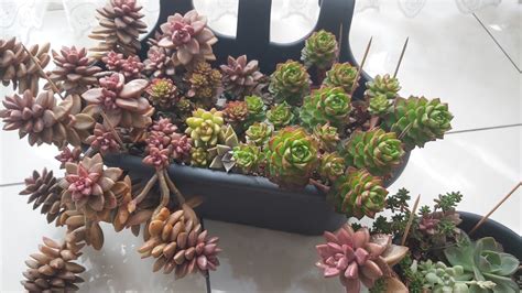 Graptosedum Vera Higgins Sedum Bronze En Sevdiklerimden Sedeveria