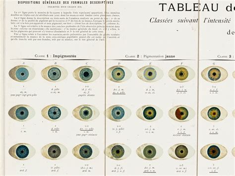 Eye Color Chart Vintage Iris Patterns Human Iris Biology - Etsy