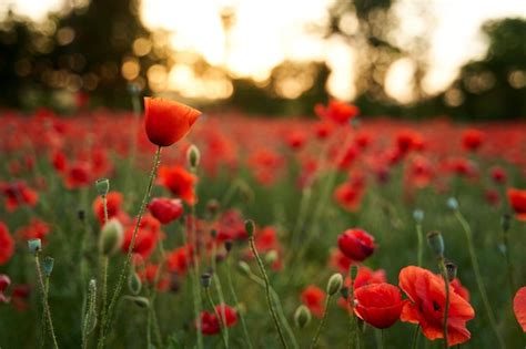 Premium Photo | Red poppy flowers field on sunset poppy as a ...