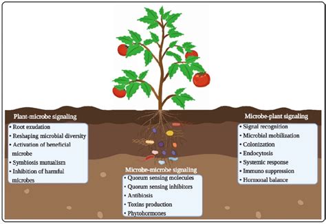 Schematic Visualization Of Various Interactions Occurring In The Plant