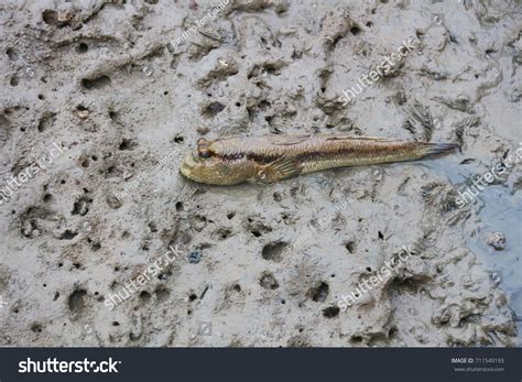 big mud fish mud area stock photo  shutterstock